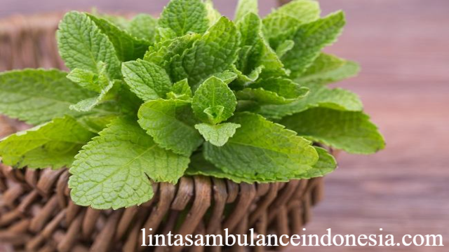 14 Manfaat Daun Mint untuk Kesehatan Tubuh dan Mental