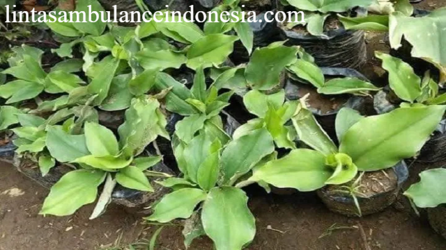 10 Manfaat Daun Kencur untuk Kesehatan Tubuh
